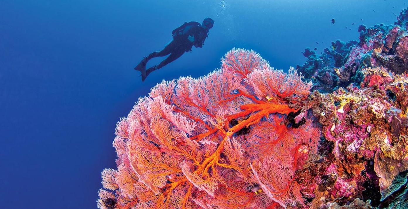 Pristine Paradise Dive Resort - Togean Islands, Una Una Pulau Unauna Экстерьер фото